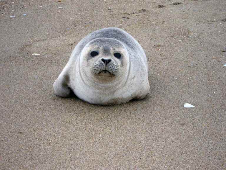 Moving to Virginia Beach harbor seal